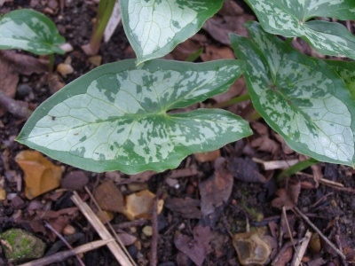 Arum concinnatum 'Aghia Vavara'